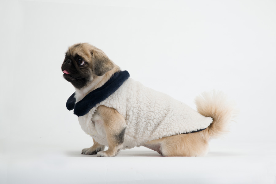 강아지겨울옷추천